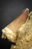 07588 - Top Huge 3.04 Inch Mosasaur (Prognathodon anceps) Tooth in Matrix Late Cretaceous