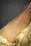 07588 - Top Huge 3.04 Inch Mosasaur (Prognathodon anceps) Tooth in Matrix Late Cretaceous