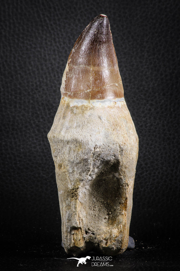 07589 - Top Huge Rooted 5.10 Inch Mosasaur (Prognathodon anceps) Tooth