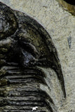 21559 - Tower Eyed 2.33 Inch Erbenochile issoumourensis Lower Devonian