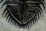 21559 - Tower Eyed 2.33 Inch Erbenochile issoumourensis Lower Devonian