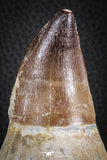 07589 - Top Huge Rooted 5.10 Inch Mosasaur (Prognathodon anceps) Tooth