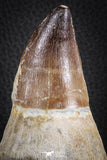 07589 - Top Huge Rooted 5.10 Inch Mosasaur (Prognathodon anceps) Tooth