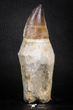 07589 - Top Huge Rooted 5.10 Inch Mosasaur (Prognathodon anceps) Tooth