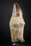 07589 - Top Huge Rooted 5.10 Inch Mosasaur (Prognathodon anceps) Tooth