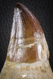 07589 - Top Huge Rooted 5.10 Inch Mosasaur (Prognathodon anceps) Tooth