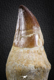 07589 - Top Huge Rooted 5.10 Inch Mosasaur (Prognathodon anceps) Tooth