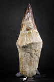 07589 - Top Huge Rooted 5.10 Inch Mosasaur (Prognathodon anceps) Tooth