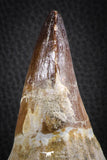 07589 - Top Huge Rooted 5.10 Inch Mosasaur (Prognathodon anceps) Tooth