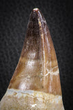 07589 - Top Huge Rooted 5.10 Inch Mosasaur (Prognathodon anceps) Tooth