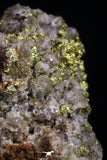 20474 - Top Beautiful Native Gold In Its Hydrothermal Quartz Matrix New Location Aouserd Occidental Sahara