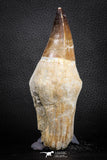 07589 - Top Huge Rooted 5.10 Inch Mosasaur (Prognathodon anceps) Tooth