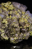 20474 - Top Beautiful Native Gold In Its Hydrothermal Quartz Matrix New Location Aouserd Occidental Sahara