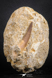 07590 - Finest Quality 2.61 Inch Elasmosaur (Zarafasaura oceanis) Tooth in Matrix