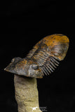 21560 - Top Well Prepared "Flying" 2.28 Inch Paralejurus spatuliformis Devonian