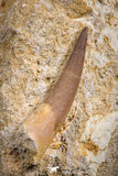 07590 - Finest Quality 2.61 Inch Elasmosaur (Zarafasaura oceanis) Tooth in Matrix