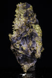 20475 - Top Beautiful Native Gold In Its Hydrothermal Quartz Matrix New Location Aouserd Occidental Sahara