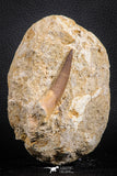 07590 - Finest Quality 2.61 Inch Elasmosaur (Zarafasaura oceanis) Tooth in Matrix