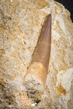 07590 - Finest Quality 2.61 Inch Elasmosaur (Zarafasaura oceanis) Tooth in Matrix