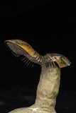21560 - Top Well Prepared "Flying" 2.28 Inch Paralejurus spatuliformis Devonian