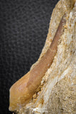 07590 - Finest Quality 2.61 Inch Elasmosaur (Zarafasaura oceanis) Tooth in Matrix