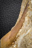 07590 - Finest Quality 2.61 Inch Elasmosaur (Zarafasaura oceanis) Tooth in Matrix