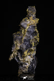 20475 - Top Beautiful Native Gold In Its Hydrothermal Quartz Matrix New Location Aouserd Occidental Sahara