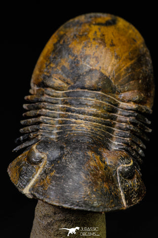 21560 - Top Well Prepared "Flying" 2.28 Inch Paralejurus spatuliformis Devonian
