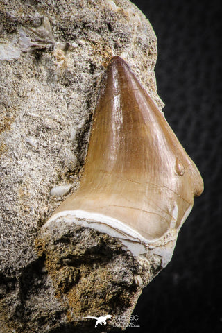 07591 - Top Rare 1.72 Inch Mosasaur (Prognathodon anceps) Tooth Pathologically Deformed