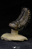 21561 - Top Well Prepared "Flying" 2.83 Inch Crotalocephalina gibbus Lower Devonian