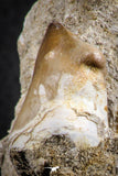 07591 - Top Rare 1.72 Inch Mosasaur (Prognathodon anceps) Tooth Pathologically Deformed
