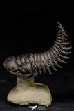 21561 - Top Well Prepared "Flying" 2.83 Inch Crotalocephalina gibbus Lower Devonian