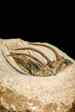 30597 - Well Prepared 1.54 Inch Kolihapeltis Lower Devonian Trilobite