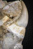 07592 - Well Preserved 2.46 Inch Eremiasaurus heterodontus (Mosasaur) Rooted Tooth
