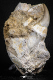 07592 - Well Preserved 2.46 Inch Eremiasaurus heterodontus (Mosasaur) Rooted Tooth