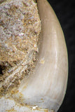 07592 - Well Preserved 2.46 Inch Eremiasaurus heterodontus (Mosasaur) Rooted Tooth