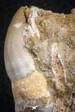 07592 - Well Preserved 2.46 Inch Eremiasaurus heterodontus (Mosasaur) Rooted Tooth