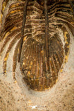 30597 - Well Prepared 1.54 Inch Kolihapeltis Lower Devonian Trilobite