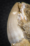 07592 - Well Preserved 2.46 Inch Eremiasaurus heterodontus (Mosasaur) Rooted Tooth