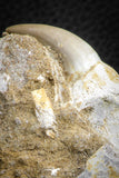 07592 - Well Preserved 2.46 Inch Eremiasaurus heterodontus (Mosasaur) Rooted Tooth