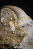 07592 - Well Preserved 2.46 Inch Eremiasaurus heterodontus (Mosasaur) Rooted Tooth