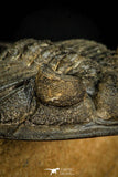 30598 - Finest Quality 2.44 Inch  Zlichovaspis rugosa Lower Devonian Trilobite