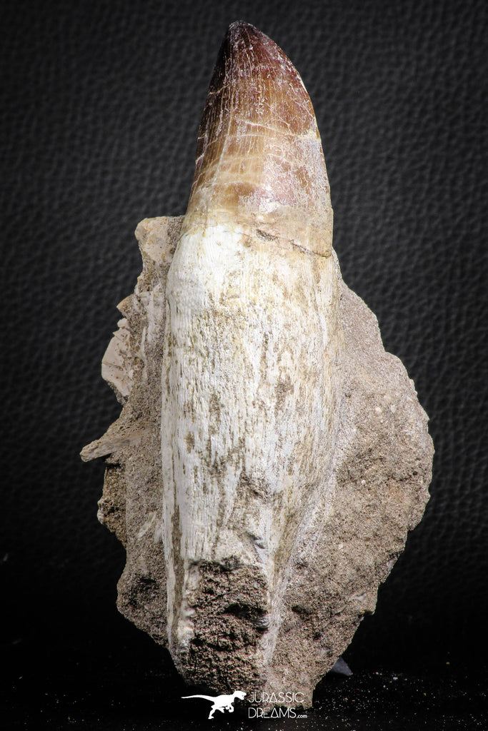 07593 - Top Huge Rooted 5.90 Inch Mosasaur (Prognathodon anceps) Tooth in Matrix