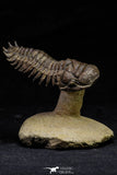 21562 - Gorgeous 3.23 Inch Crotalocephalina (Crotalocephalus) gibbus Lower Devonian Trilobite