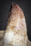 07593 - Top Huge Rooted 5.90 Inch Mosasaur (Prognathodon anceps) Tooth in Matrix