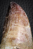 07593 - Top Huge Rooted 5.90 Inch Mosasaur (Prognathodon anceps) Tooth in Matrix