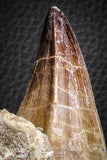 07593 - Top Huge Rooted 5.90 Inch Mosasaur (Prognathodon anceps) Tooth in Matrix