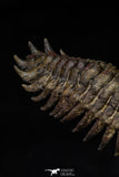 21562 - Gorgeous 3.23 Inch Crotalocephalina (Crotalocephalus) gibbus Lower Devonian Trilobite