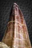 07593 - Top Huge Rooted 5.90 Inch Mosasaur (Prognathodon anceps) Tooth in Matrix