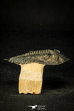 30599 - Top Well Prepared "Flying" 2.85 Inch  Zlichovaspis rugosa Lower Devonian Trilobite